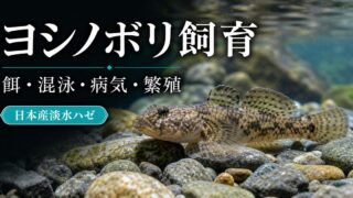 【混泳可能】ヨシノボリの飼育・繁殖方法・寿命・病気を12,000文字で徹底解説！【エサは？】の要点を伝える淡水魚記事アイキャッチ画像