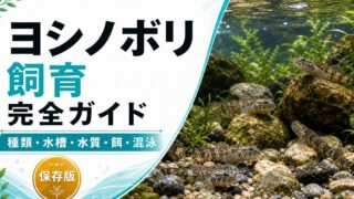 ヨシノボリの飼育完全ガイドの要点を伝える淡水魚記事アイキャッチ画像
