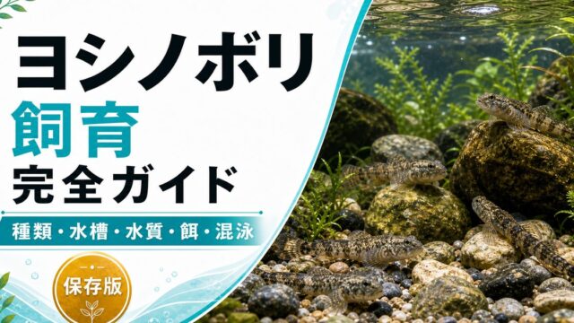 ヨシノボリの飼育完全ガイドの要点を伝える淡水魚記事アイキャッチ画像