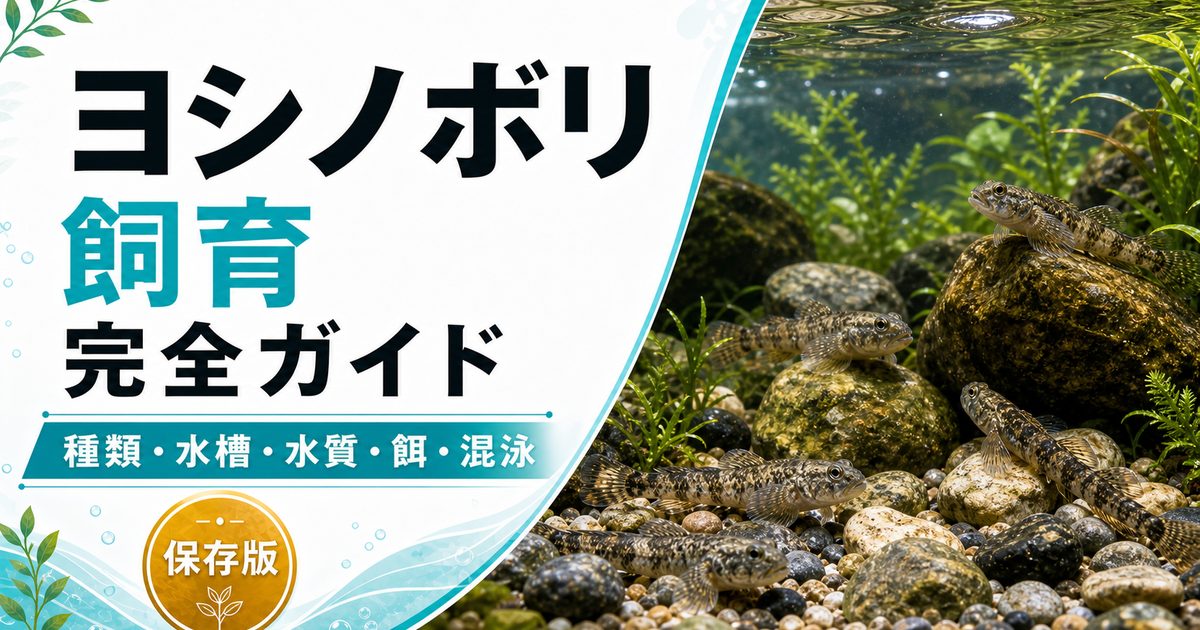 ヨシノボリの飼育完全ガイドの要点を伝える淡水魚記事アイキャッチ画像