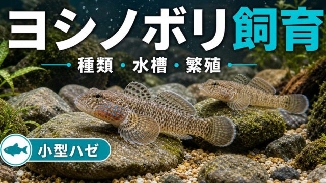 ヨシノボリの飼育完全ガイド｜種類・水槽・餌・混泳・採取・繁殖を徹底解説の要点を伝える淡水魚記事アイキャッチ画像