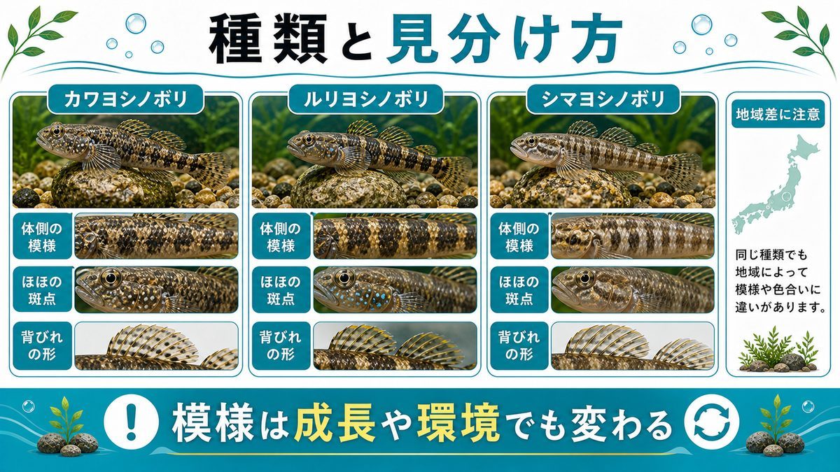 日本に生息するヨシノボリの種類と見分け方の要点をまとめた淡水魚飼育インフォグラフィック
