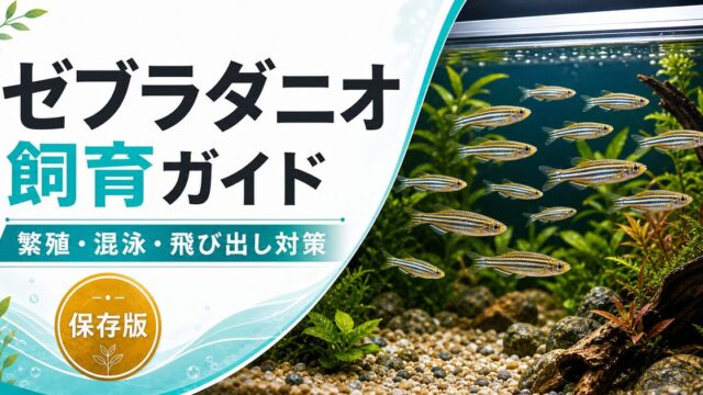 ゼブラダニオの飼育方法を紹介！繁殖簡単！混泳は魚を選んで【産卵・大きめな水槽で】の要点を伝える淡水魚記事アイキャッチ画像