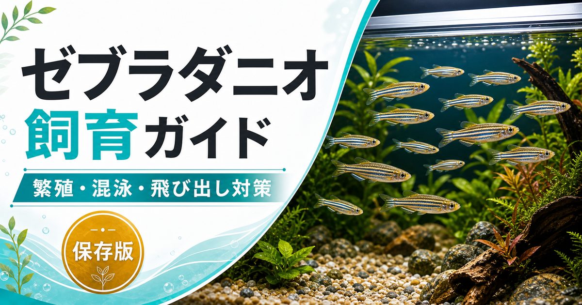 ゼブラダニオの飼育方法を紹介！繁殖簡単！混泳は魚を選んで【産卵・大きめな水槽で】の要点を伝える淡水魚記事アイキャッチ画像
