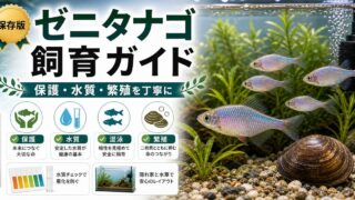 ゼニタナゴの飼育完全ガイド｜希少なタナゴの育て方と保護の要点を伝える淡水魚記事アイキャッチ画像