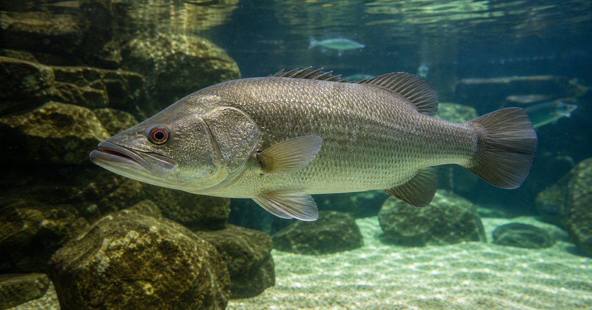 日本三大怪魚】アカメの飼育方法・寿命・成長速度・病気への対策やエサ