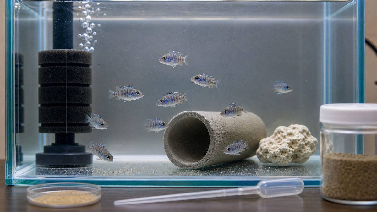 アーリー稚魚の育成水槽と細かな餌を示す画像