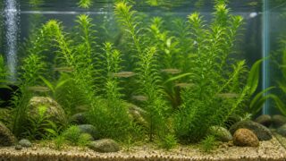 アナカリス（オオカナダモ）の育て方完全ガイド｜植え方・増やし方・メダカ金魚との相性の要点を伝える淡水魚記事アイキャッチ画像