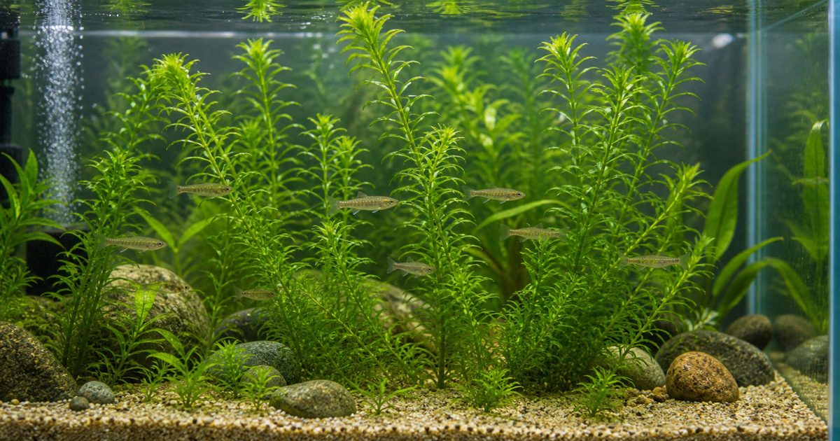 アナカリス（オオカナダモ）の育て方完全ガイド｜植え方・増やし方・メダカ金魚との相性の要点を伝える淡水魚記事アイキャッチ画像