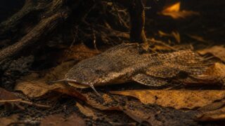 チャカチャカ（チャカ・バンカネンシス）飼育完全ガイド｜枯葉に擬態するナマズの飼育法の要点を伝える淡水魚記事アイキャッチ画像