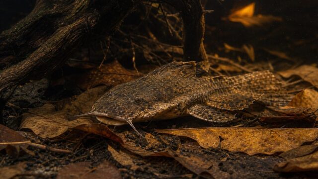 チャカチャカ（チャカ・バンカネンシス）飼育完全ガイド｜枯葉に擬態するナマズの飼育法の要点を伝える淡水魚記事アイキャッチ画像