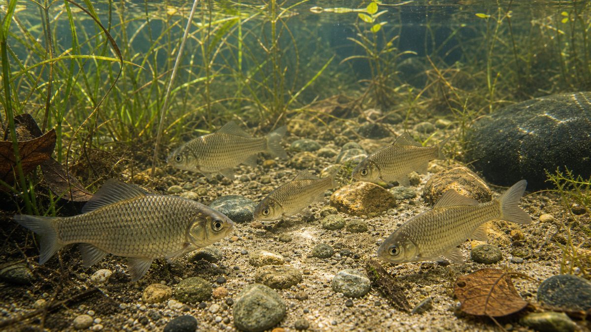 フナとはどんな魚か――基本情報と生態の要点をまとめた淡水魚飼育インフォグラフィック