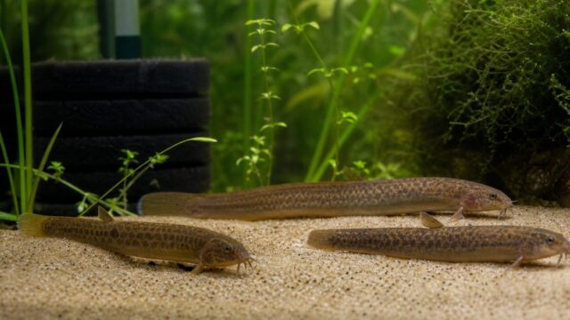 砂地の水草水槽でドジョウが泳ぐ繁殖・産卵ガイドのアイキャッチ