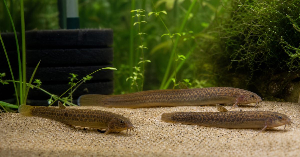 砂地の水草水槽でドジョウが泳ぐ繁殖・産卵ガイドのアイキャッチ