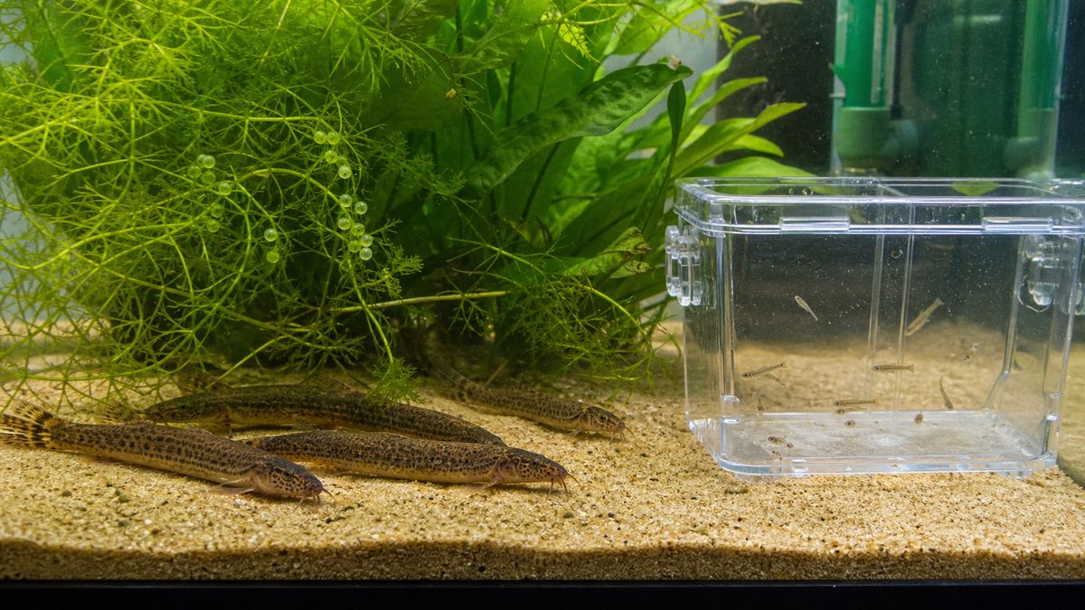 ドジョウ繁殖の全体像を示す水草水槽と育成容器