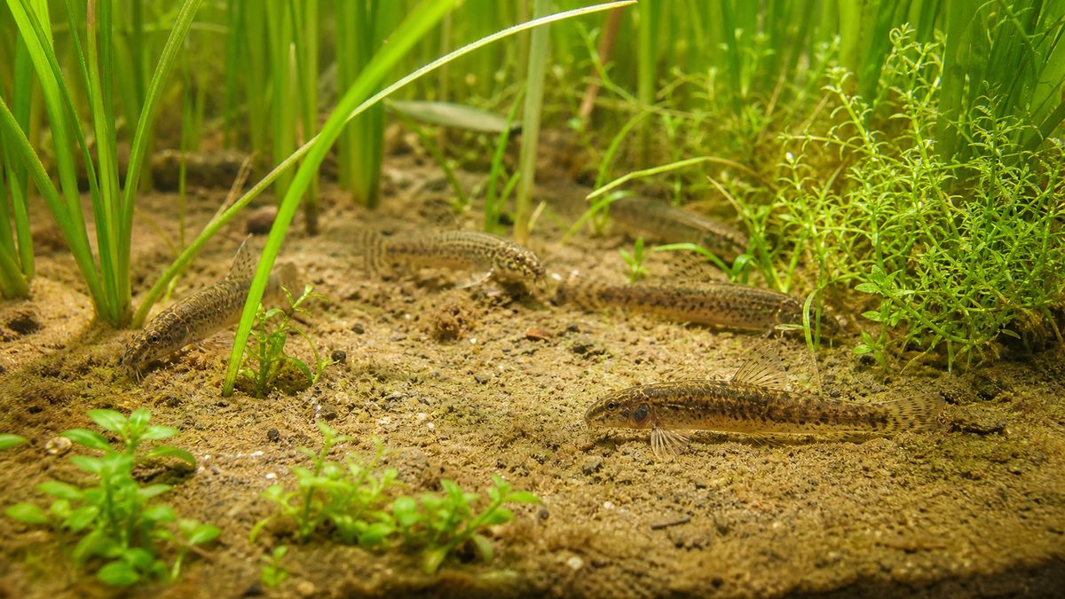 春の浅瀬を再現した水草水槽を泳ぐドジョウ