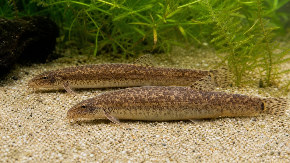 雌雄の体型差がわかる二匹のドジョウ