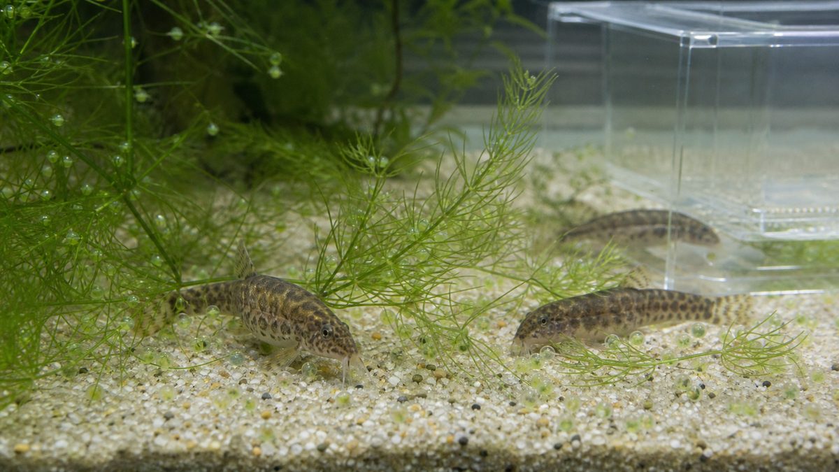 水草に散ったドジョウの卵と親魚を確認する産卵水槽