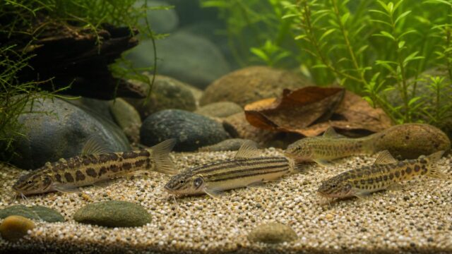 ドジョウの種類図鑑｜シマドジョウ・ホトケドジョウ等を徹底解説の要点を伝える淡水魚記事アイキャッチ画像
