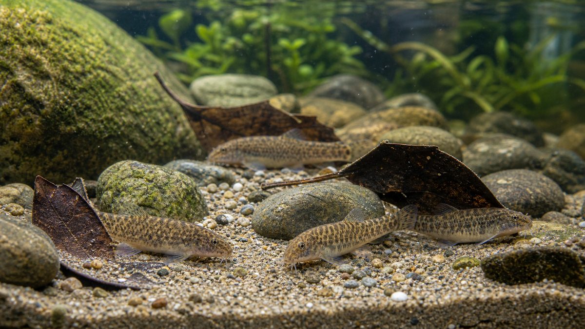 ホトケドジョウ(仏鰌)|清流に棲む絶滅危惧種の要点をまとめた淡水魚飼育インフォグラフィック