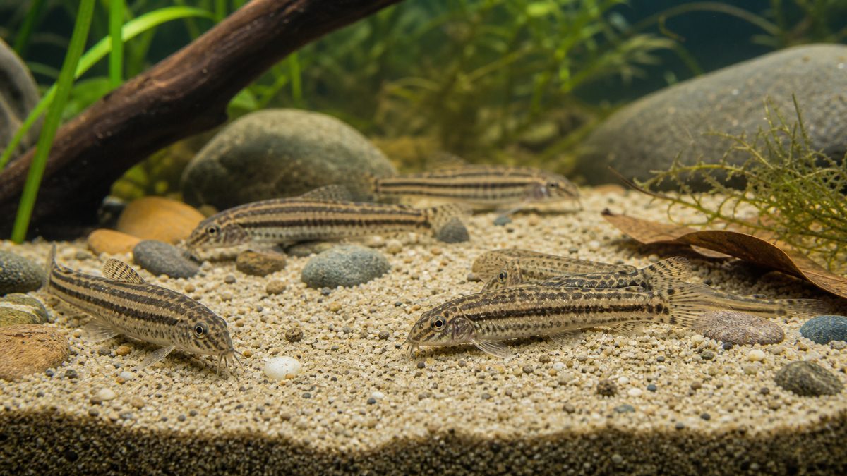スジシマドジョウ(筋縞鰌)|亜種が多い複雑なグループの要点をまとめた淡水魚飼育インフォグラフィック