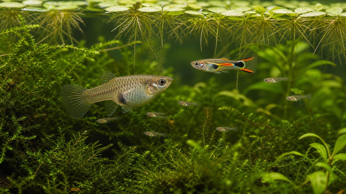 卵胎生で稚魚を産むエンドラーズの繁殖を示す画像