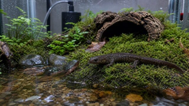 エゾサンショウウオの冷水パルダリウム飼育を示す完全ガイドのアイキャッチ画像