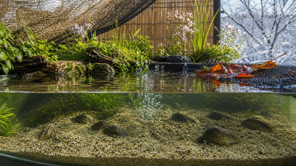 季節別の管理ポイントと越冬対策の要点をまとめた淡水魚飼育インフォグラフィック