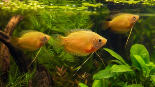 ゴールデンハニードワーフグラミーが水草水槽を泳ぐ飼育ガイドのアイキャッチ画像