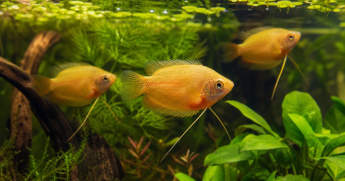 ゴールデンハニードワーフグラミーの飼い方・餌・かかりやすい病気