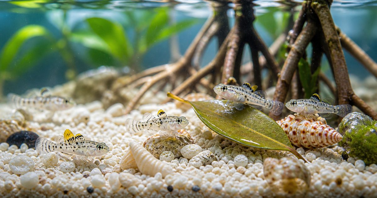 ゴマハゼ飼育完全ガイド｜世界最小クラスの小さな魚の水槽・餌・汽水管理の要点を伝える淡水魚記事アイキャッチ画像