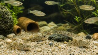 ヒナハゼが底砂とシェルターのある水槽で成魚メダカと混泳する飼育記事アイキャッチ