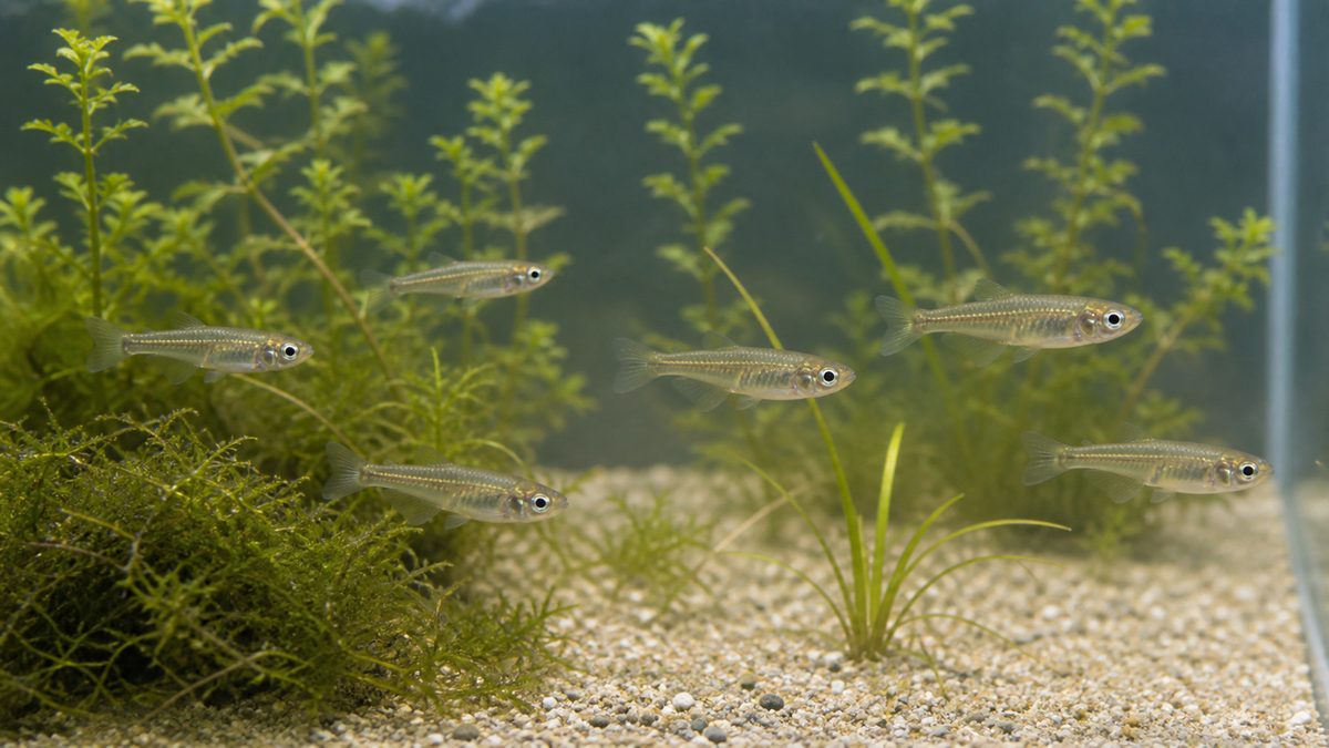 日本のメダカの基本情報の要点をまとめた淡水魚飼育インフォグラフィック