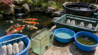 錦鯉の繁殖と稚魚の育て方｜産卵から選別までの全手順の要点を伝える淡水魚記事アイキャッチ画像