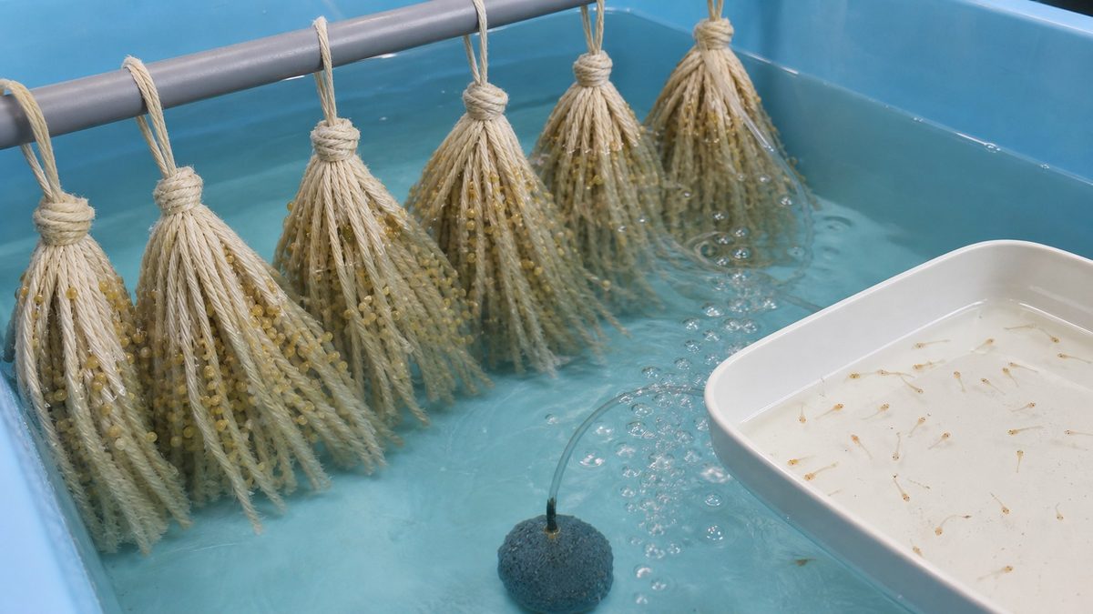 産卵から孵化までの管理の要点をまとめた淡水魚飼育インフォグラフィック