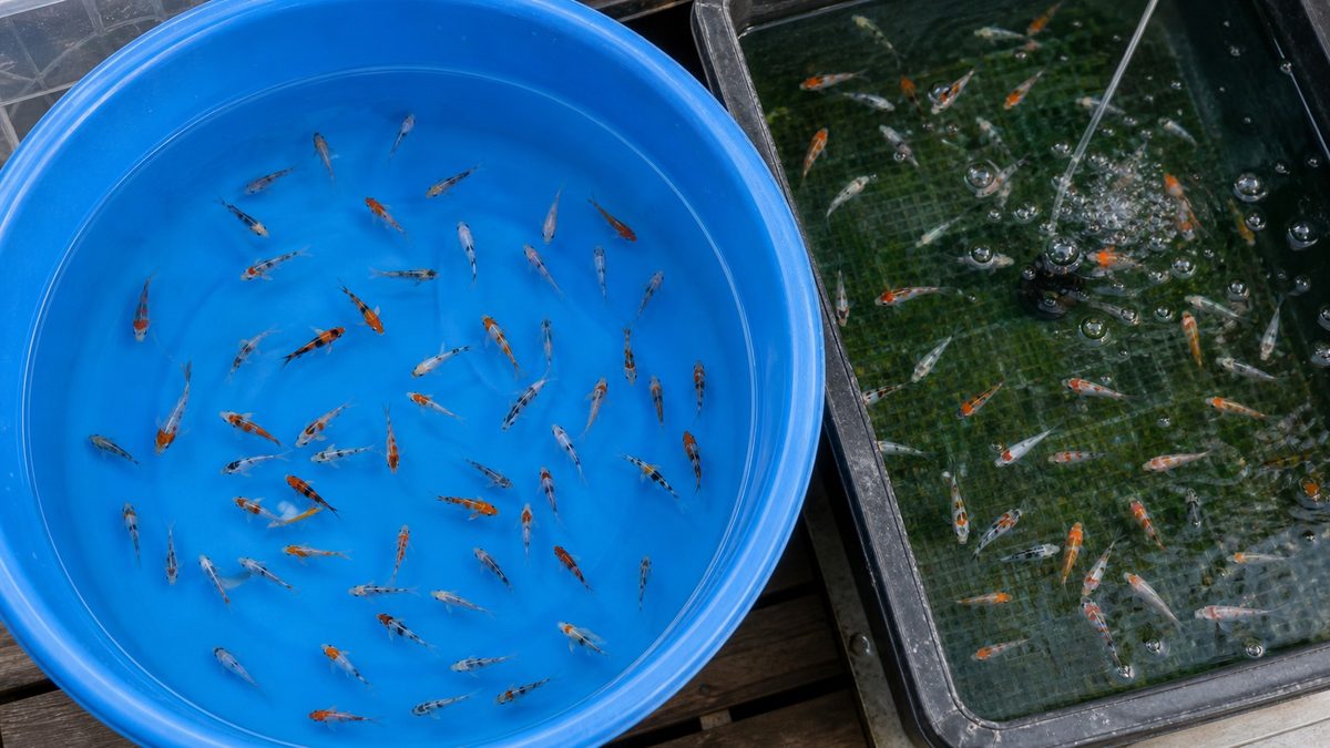 錦鯉稚魚の成長促進と上見（うわみ）の楽しみ方の要点をまとめた淡水魚飼育インフォグラフィック