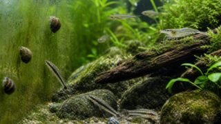 コケが付いた水草水槽でエビや貝がコケを食べる様子のアイキャッチ画像