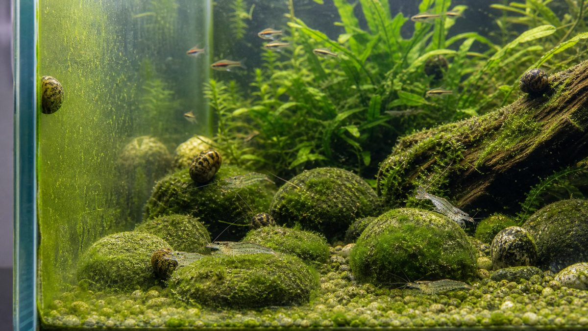 コケが生えた水槽で貝やエビがコケを食べる導入イメージ画像