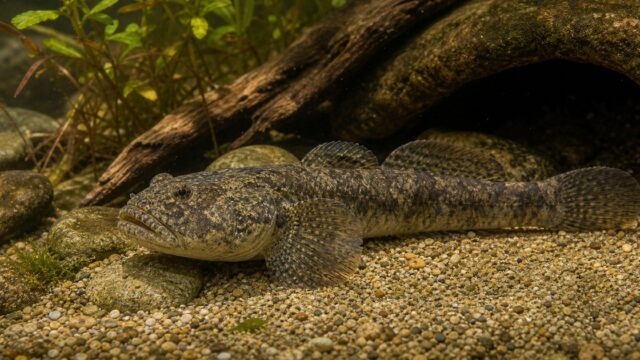カワアナゴの大型水槽と汽水管理を示す飼育ガイドのアイキャッチ画像