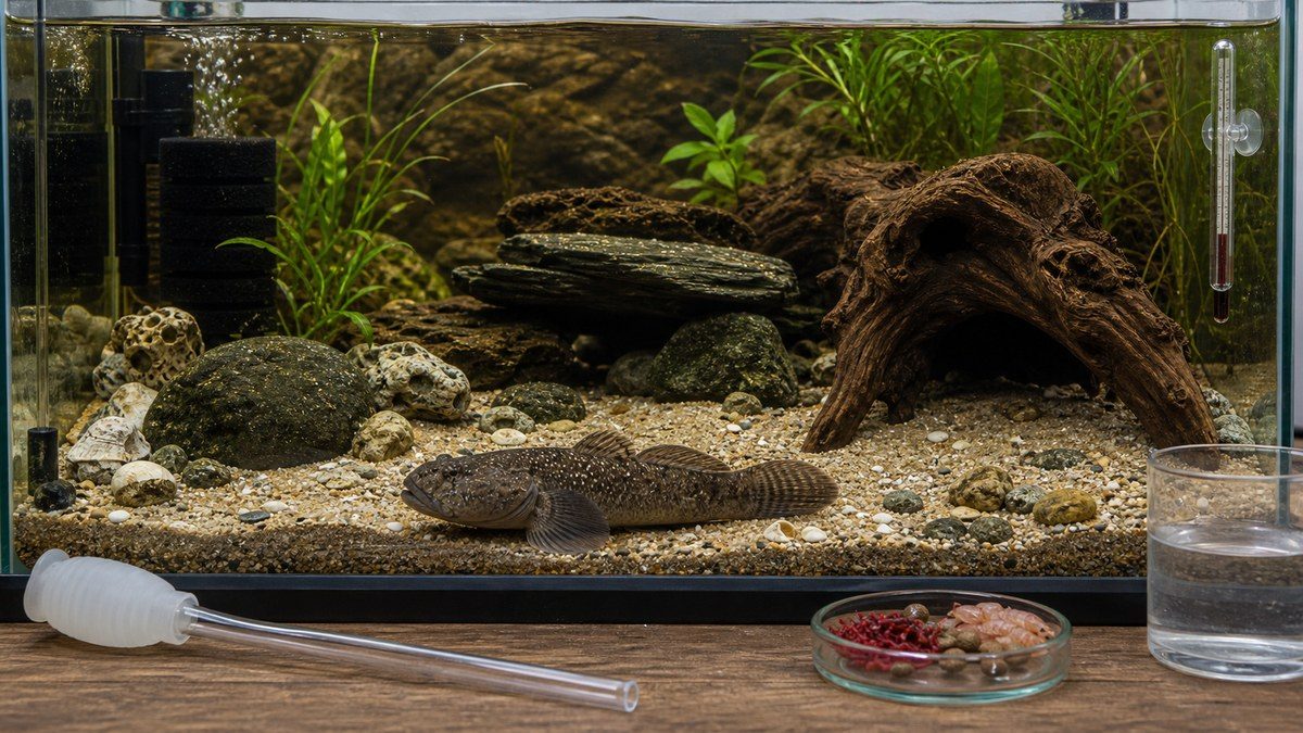 カワアナゴ飼育の全体像を大型水槽と管理用品で示す画像