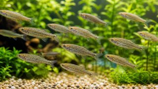 レオパードダニオ（ヒョウ柄ダニオ）飼育完全ガイド｜丈夫で活発な熱帯魚の飼い方を徹底解説の要点を伝える淡水魚記事アイキャッチ画像