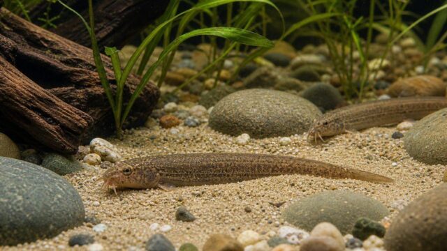 マドジョウの飼育完全ガイド｜日本の田んぼを代表する身近なドジョウの育て方の要点を伝える淡水魚記事アイキャッチ画像