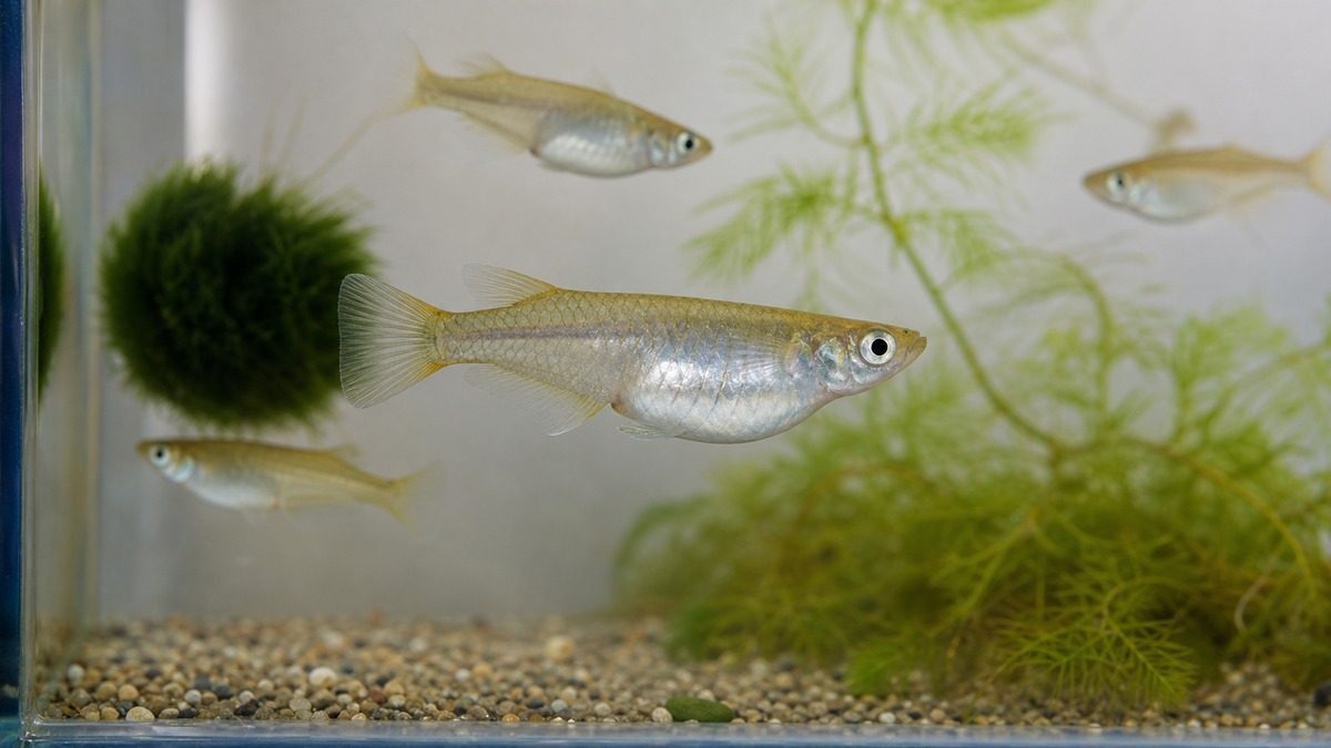 下腹部がふくらんだメダカを横から観察し過抱卵の状態を確認する画像
