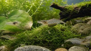 ミナミヌマエビの飼育完全ガイド｜水質・繁殖・混泳・コケ取りを徹底解説の要点を伝える淡水魚記事アイキャッチ画像