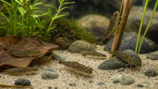ヤゴ（トンボの幼虫）の飼育完全ガイド｜羽化まで観察する方法の要点を伝える淡水魚記事アイキャッチ画像