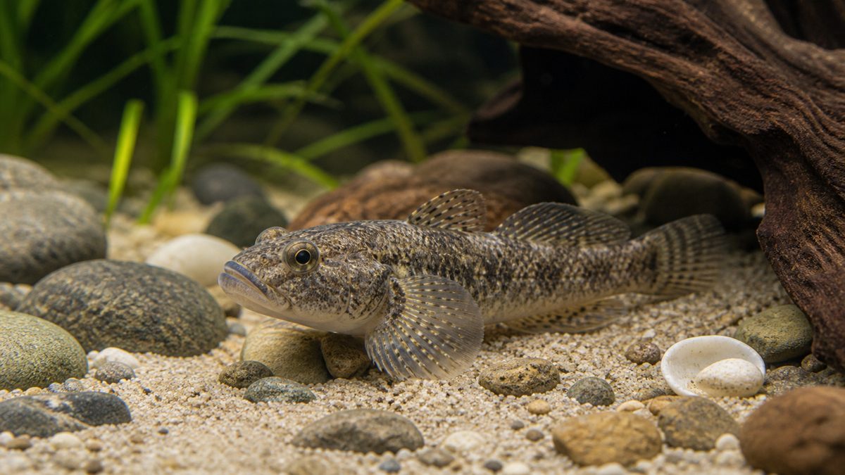 ヌマチチブの基本情報・生態の要点をまとめた淡水魚飼育インフォグラフィック