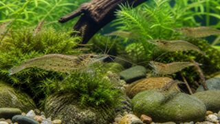 ヌマエビ飼育完全ガイド｜ミナミ・ミゾレ・ヤマト等5種の飼い方・繁殖・混泳の要点を伝える淡水魚記事アイキャッチ画像