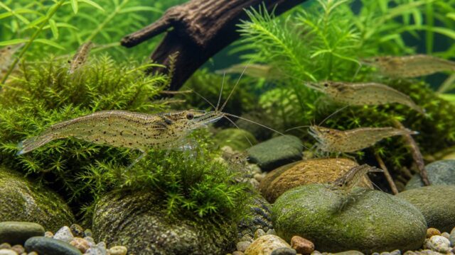 ヌマエビ飼育完全ガイド｜ミナミ・ミゾレ・ヤマト等5種の飼い方・繁殖・混泳の要点を伝える淡水魚記事アイキャッチ画像