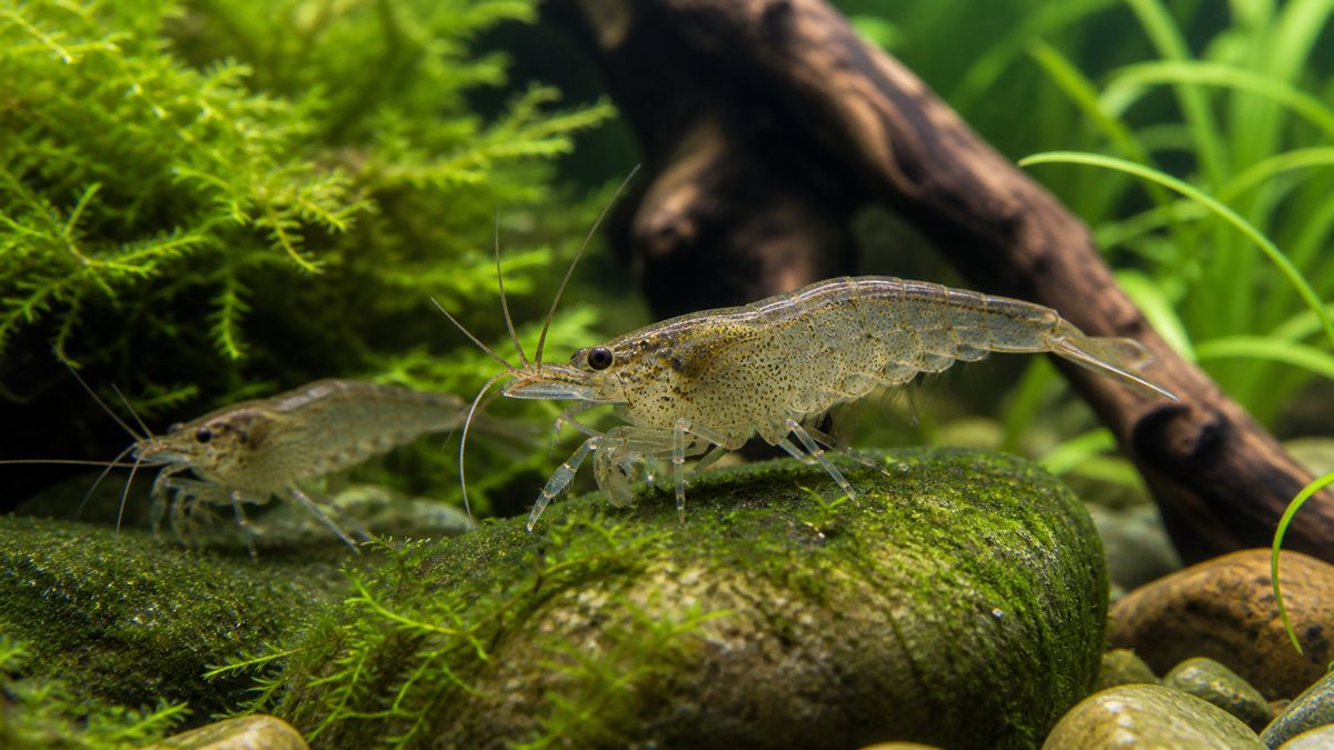 ヌマエビとは何か｜分類・生態・基本知識の要点をまとめた淡水魚飼育インフォグラフィック