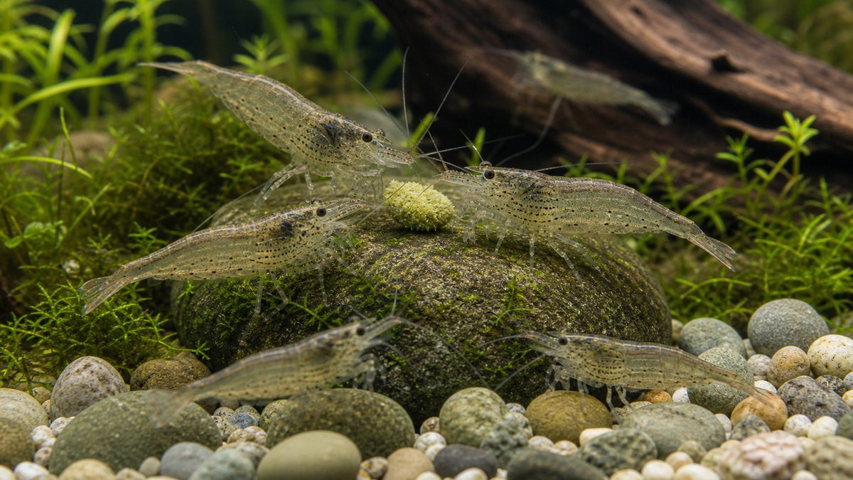 餌の与え方｜何を、どれだけ、どう与えるかの要点をまとめた淡水魚飼育インフォグラフィック
